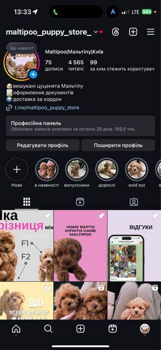 Мальтипу, F1,f2, cream, mini, vip