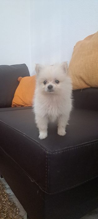 Lulu da Pomerânia fêmea