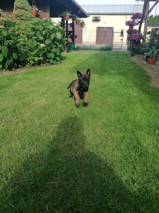 Малінуа щенята готові до переїзду! Бельгійська вівчарка!