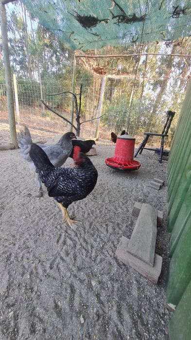 Galo cruzado de "galinhas ovos azuis"