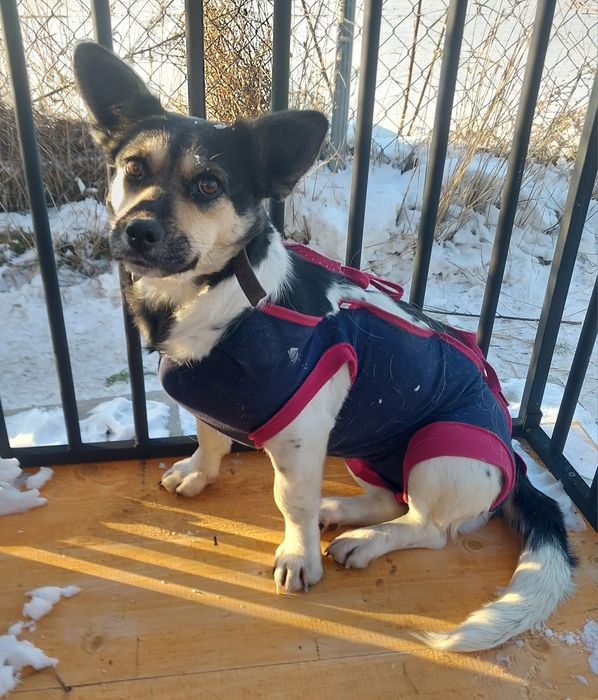 Oddam za darmo bezdomna, młodą suczke po sterylizacji