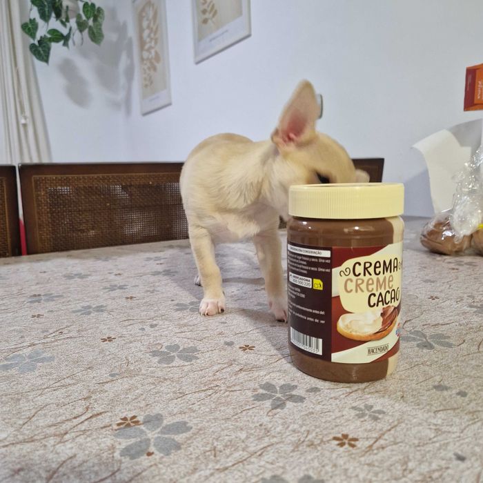 Chihuahua macho, mini