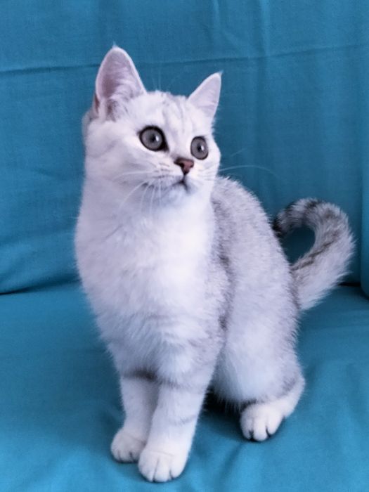 Серебристая шиншилла. Девочки. Купить в Киеве в Украине Питомник