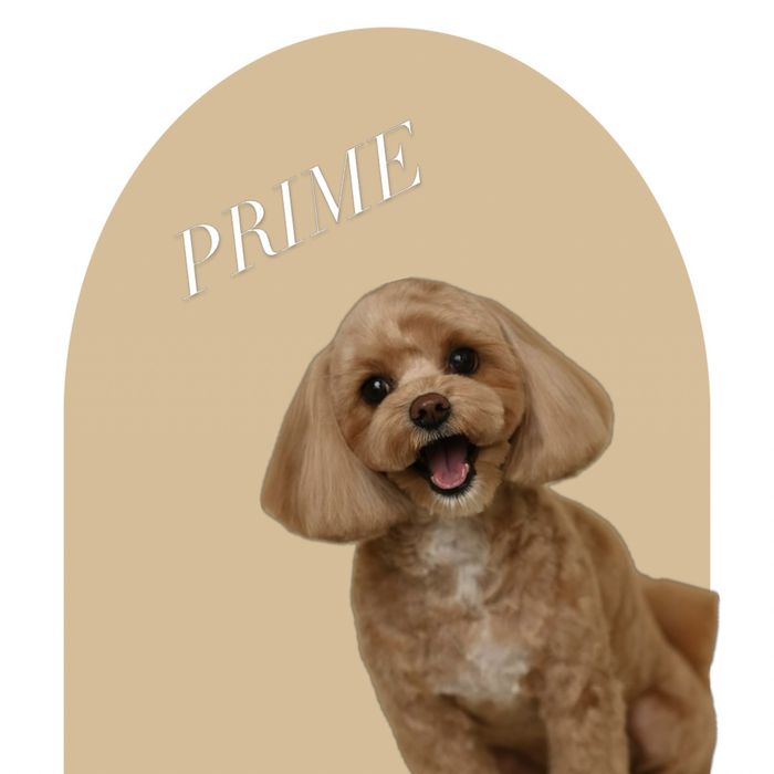 Професійний грумінг собак та котів Стрижка собак