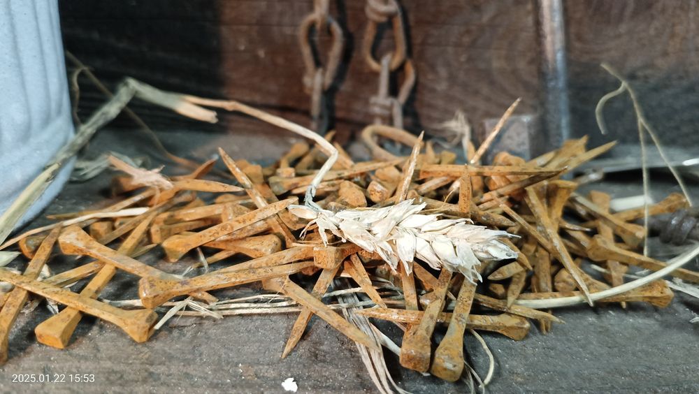 Stare gwozdzie kute.