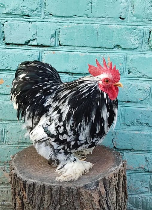 Півень  карликовий кохінхін мармуровий