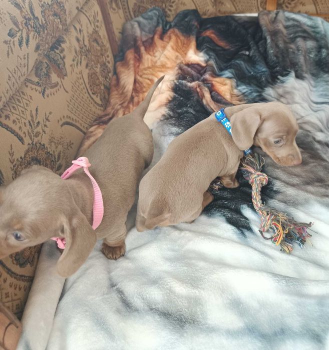 Jamnik krótkowłosy minatura merle