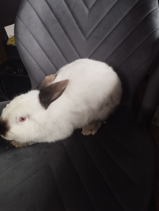 Кролики Каліфорнія