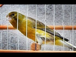 Canário de Canto Clássico Continuo Timbrado Espanhol