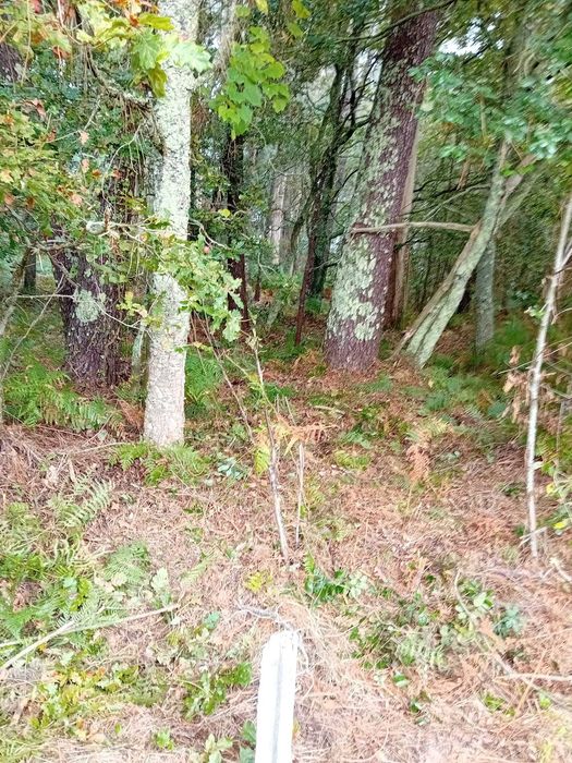 Terreno Forjães 460m² – Ideal para Mini Quinta ou Pomar