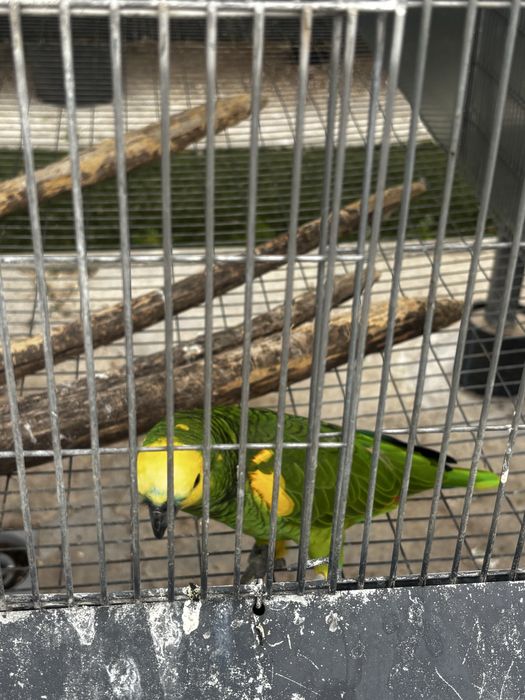 Papagaio astiva xatoperix