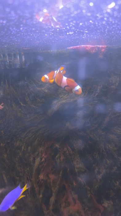 Tenho estes três peixes para despachar