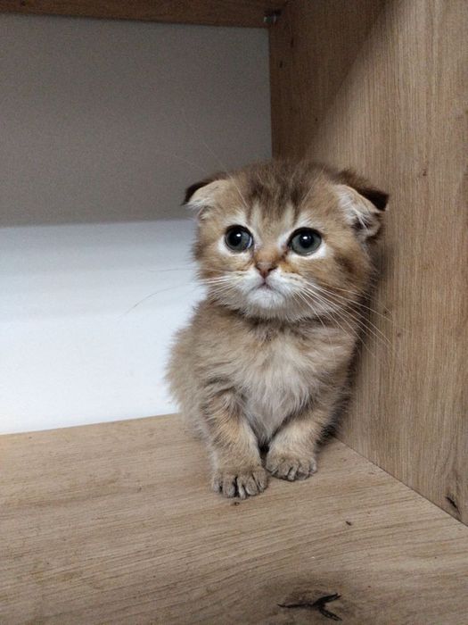 Скоттиш фолд девочка