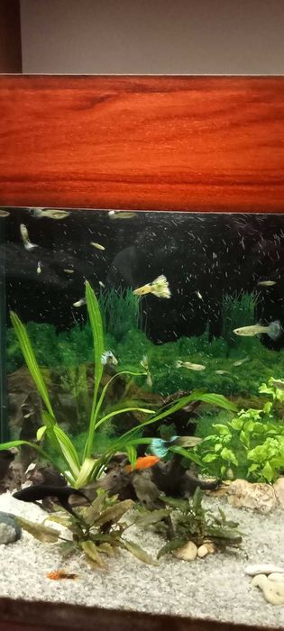 Акваріумні рибки гуппі