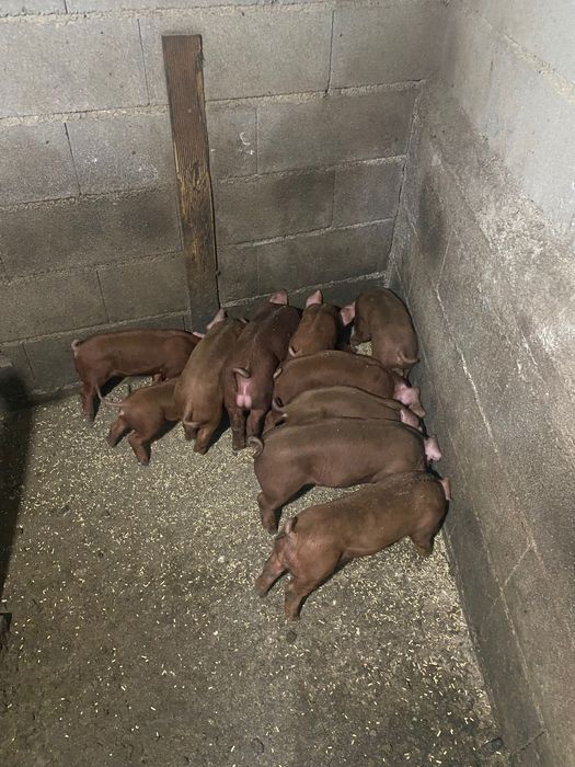 Duroc puros e cruzados