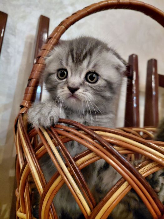 Шотландські кошенята