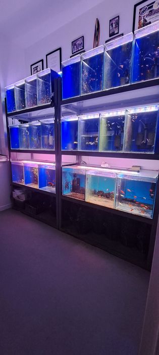 Mieczyk gupik glonojad ancistrus krewetki moja hodowla woda kranowa