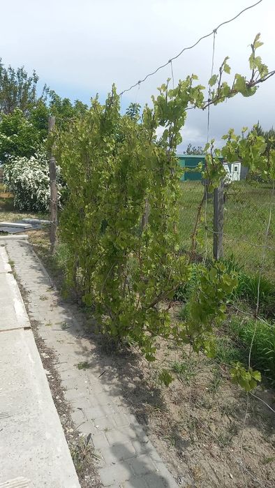 Дача, будинок з санвузлом