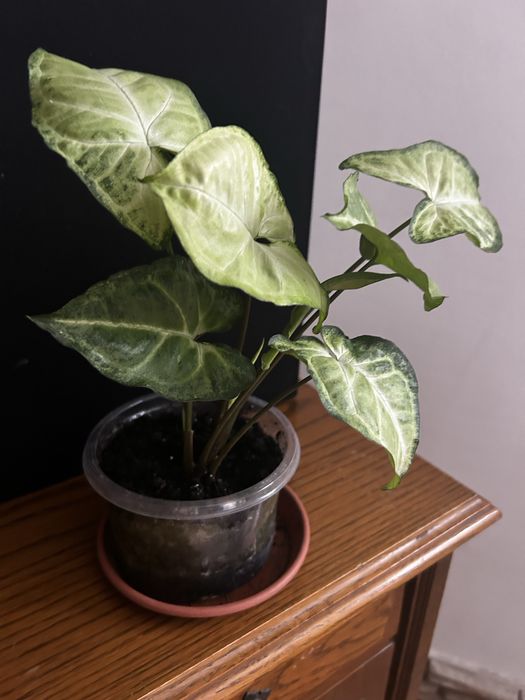 Syngonium sadzonka