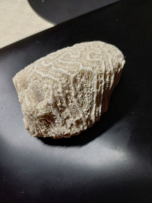 Pedra de Coral Natural Branca