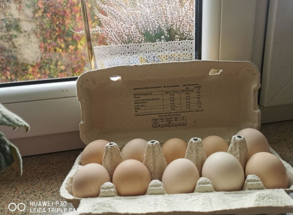 Jajka wiejskie z wolnego wybiegu