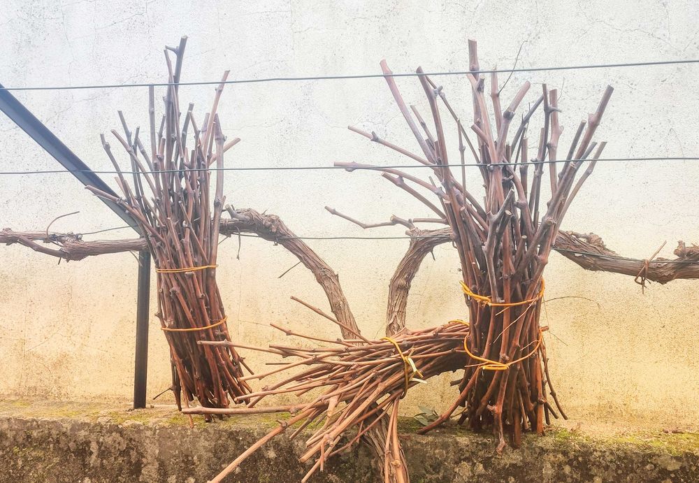 Vides de Videira para Plantar - Uva de Mesa