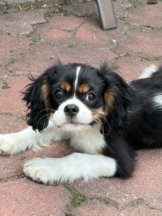 Cavalier King Charles Spaniel Suczka ZKwP