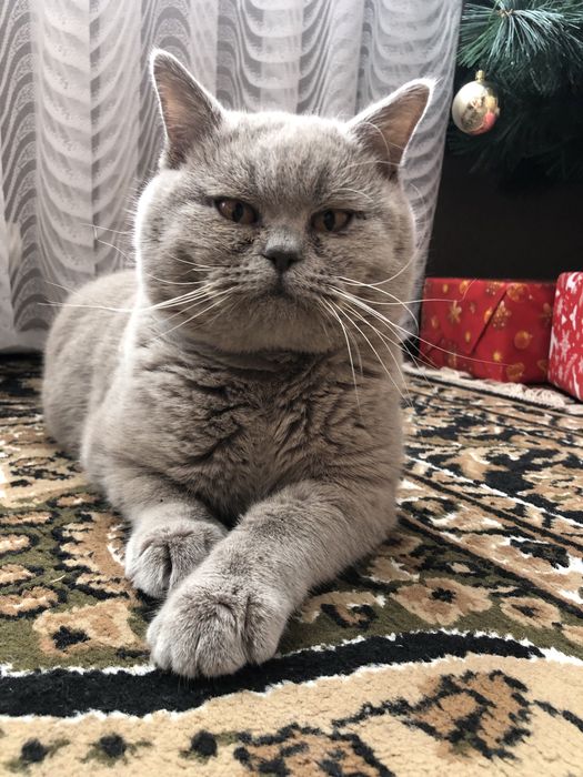 В‘язка шотландських котів