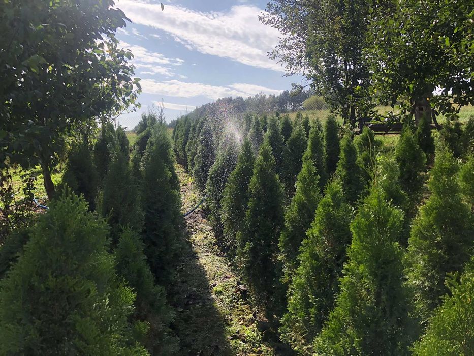 Tuja szmaragd doniczka 5 litrów wysokość tui 130-160 cm