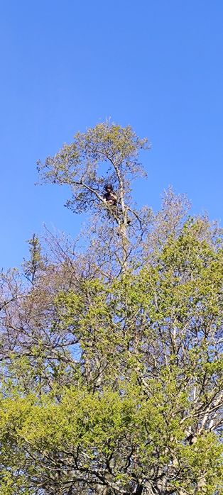 Wycinka i pielęgnacja drzew
