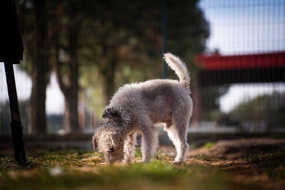 Foksterrier Lulek do adopcji!