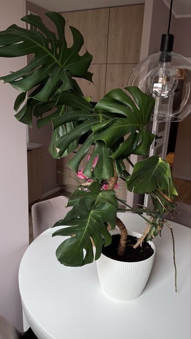 Monstera dziurawa 100 cm