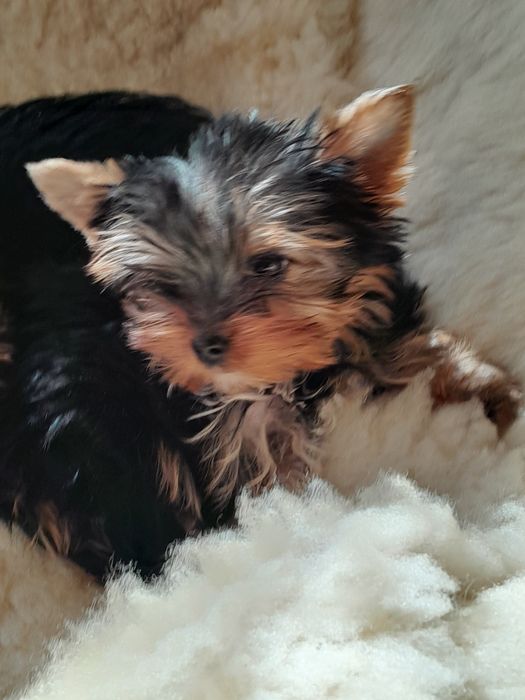 Цуценят йоркширського тер'єра