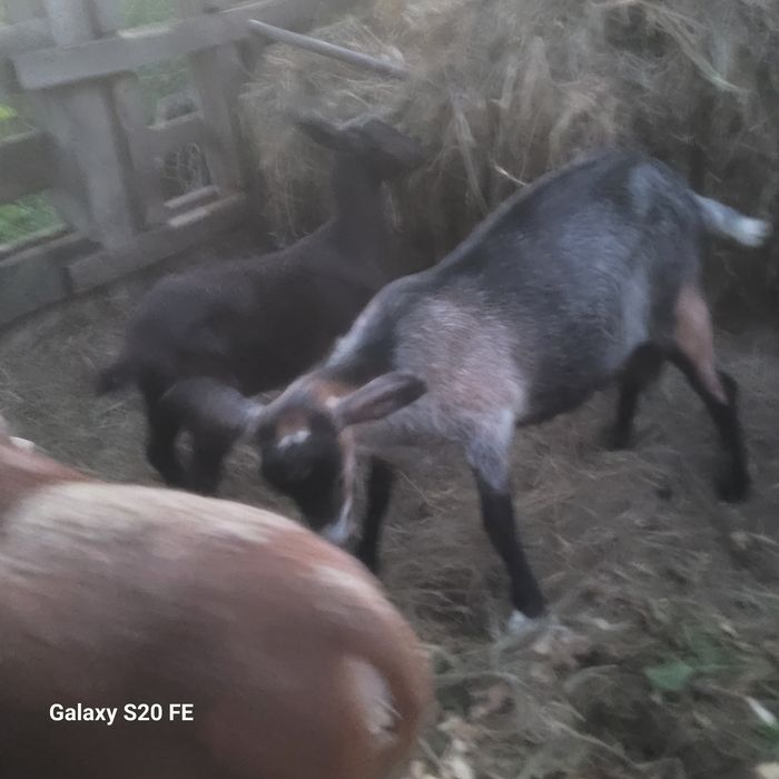 Kaza,Kozioł,Kucyk
