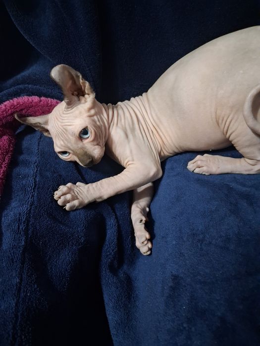 Кошенята сфінкс-ельф