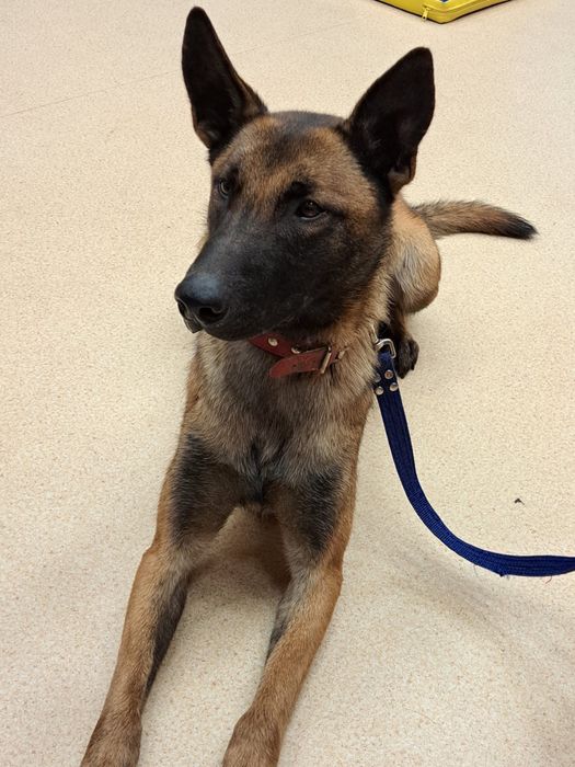 Hektor - pies w typie owczarka belgijskiego do adopcji