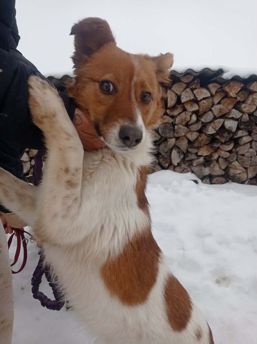 Dakota sunia do adopcji