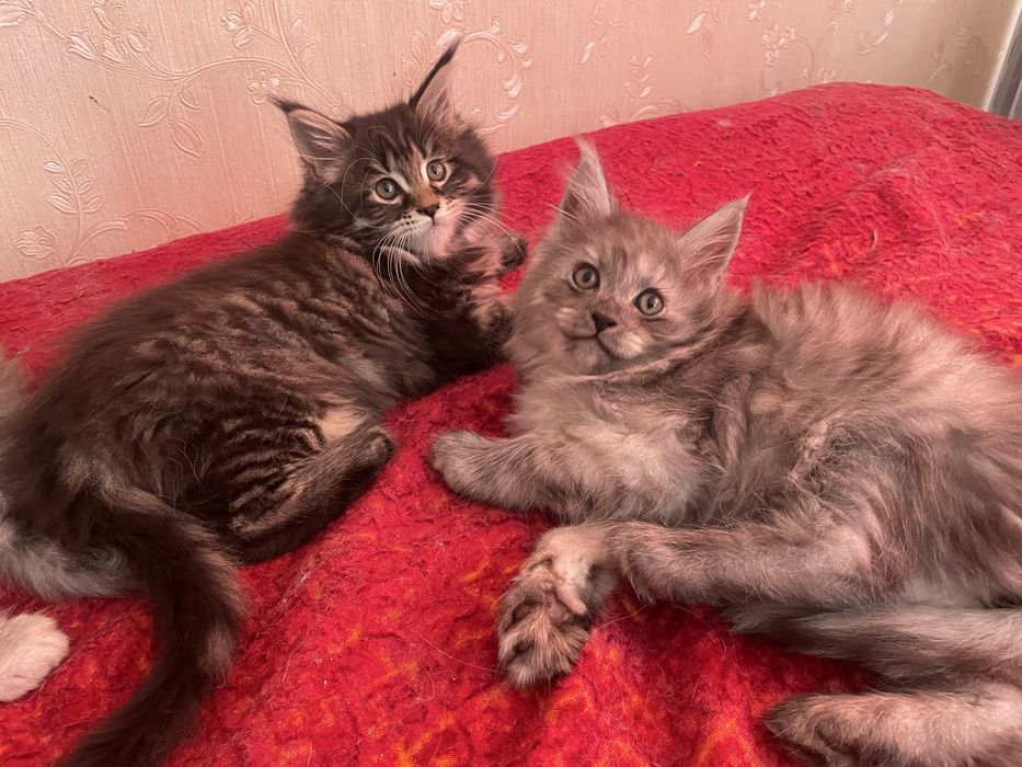 котята мейн-куны