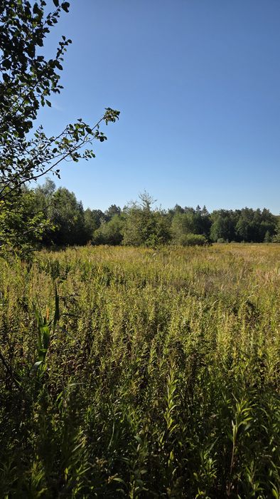Działka leśna- las z łąka 1,256 ha