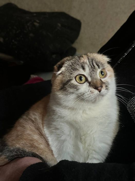 Кішечка шотландка