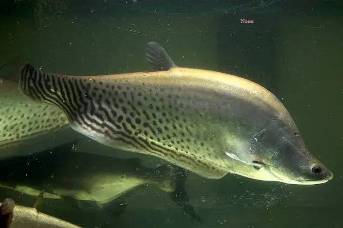 Chitala Blanci ( peixe faca real )