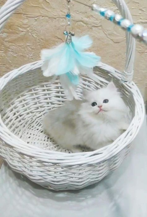 Британочка киця, срібна затушована шиншила BLH ns 11,Kasandra