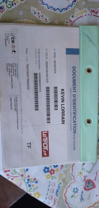 Cavalo tratador francês