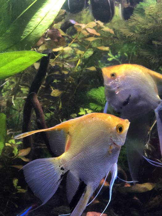 Sprzedam dorosłe zdrowe skalary