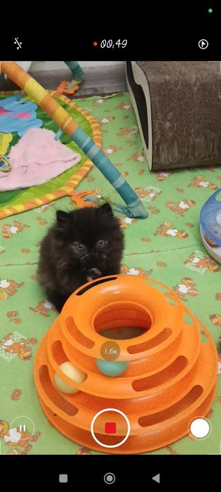 Девочка персидская шиншилла