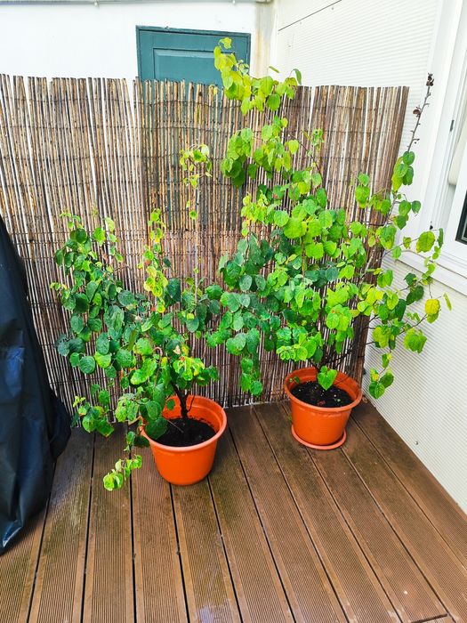 Plantas para pátio - árvores de fruto