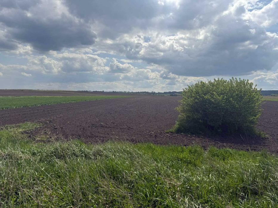 Ділянка 43,6 сотих, під забудову, с Чишки, ПІД РЯД КОТЕДЖІВ Відмінна!!