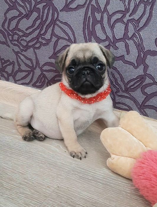 Гарнi  хлопцi i дiвчата