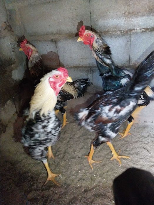 Faveroles  galo com menos de 1 ano