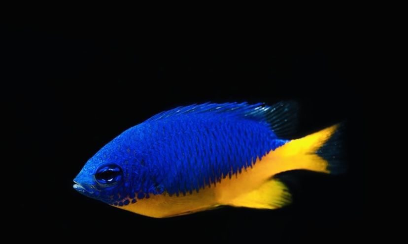 Chrysiptera Hemicyanea Garbik- Akwarystyka Morska {Dostępny]